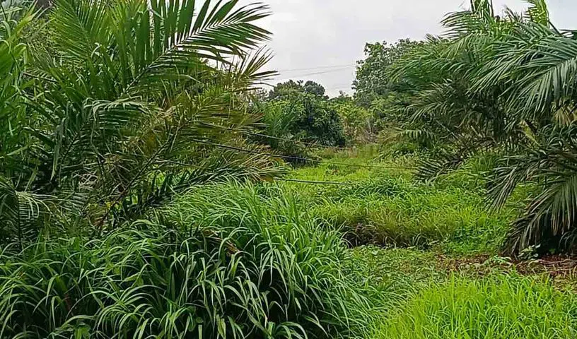 నేలపైనే నిర్లక్ష్యంగా కరెంట్‌ వైర్లు..