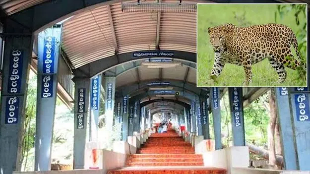 తిరుమల నడకమార్గంలో చెట్టుపై చిరుత..