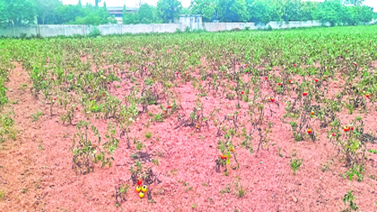 ఎండిపోతున్న టమాట తోట